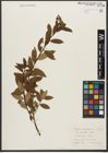 Foto von Salix triandra subsp. triandra L.